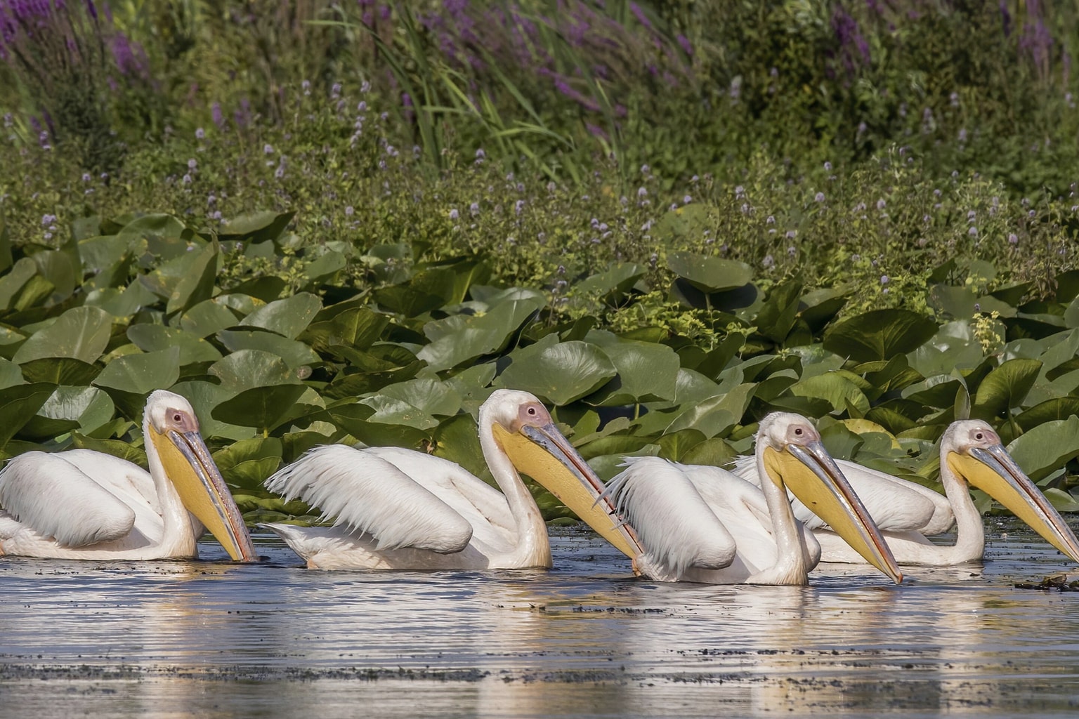 Reeds and waterways in the Danube Delta